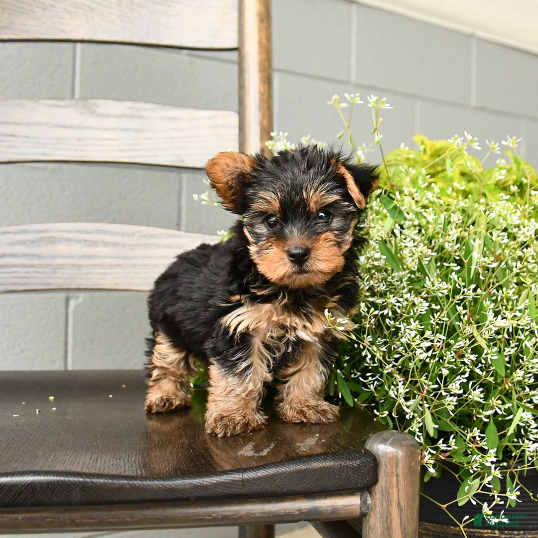 Yorkshire Terrier dogs for sale: Yorkshire Terrier 5 puppies - Image 1