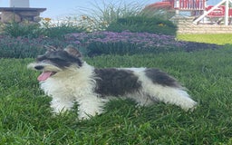 Miniature Schnauzer dogs for sale: Kira - Image 4