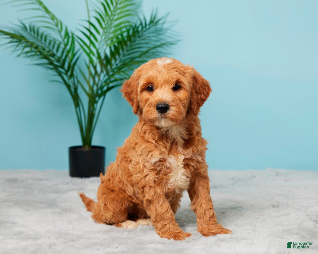 Mini Goldendoodle dogs for sale: Missie - Image 5