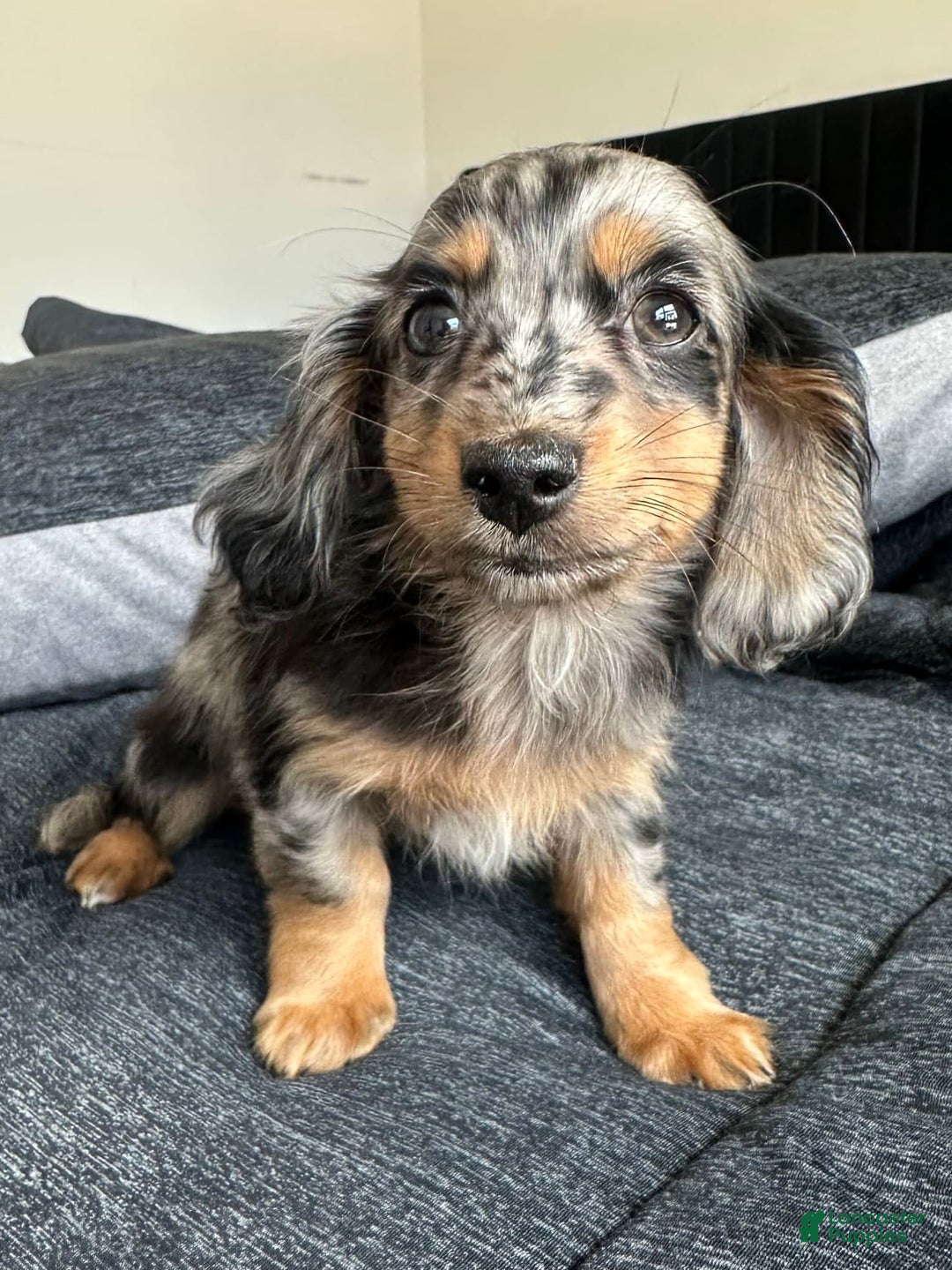 Miniature Dachshund dogs for sale: Milan - Image 1