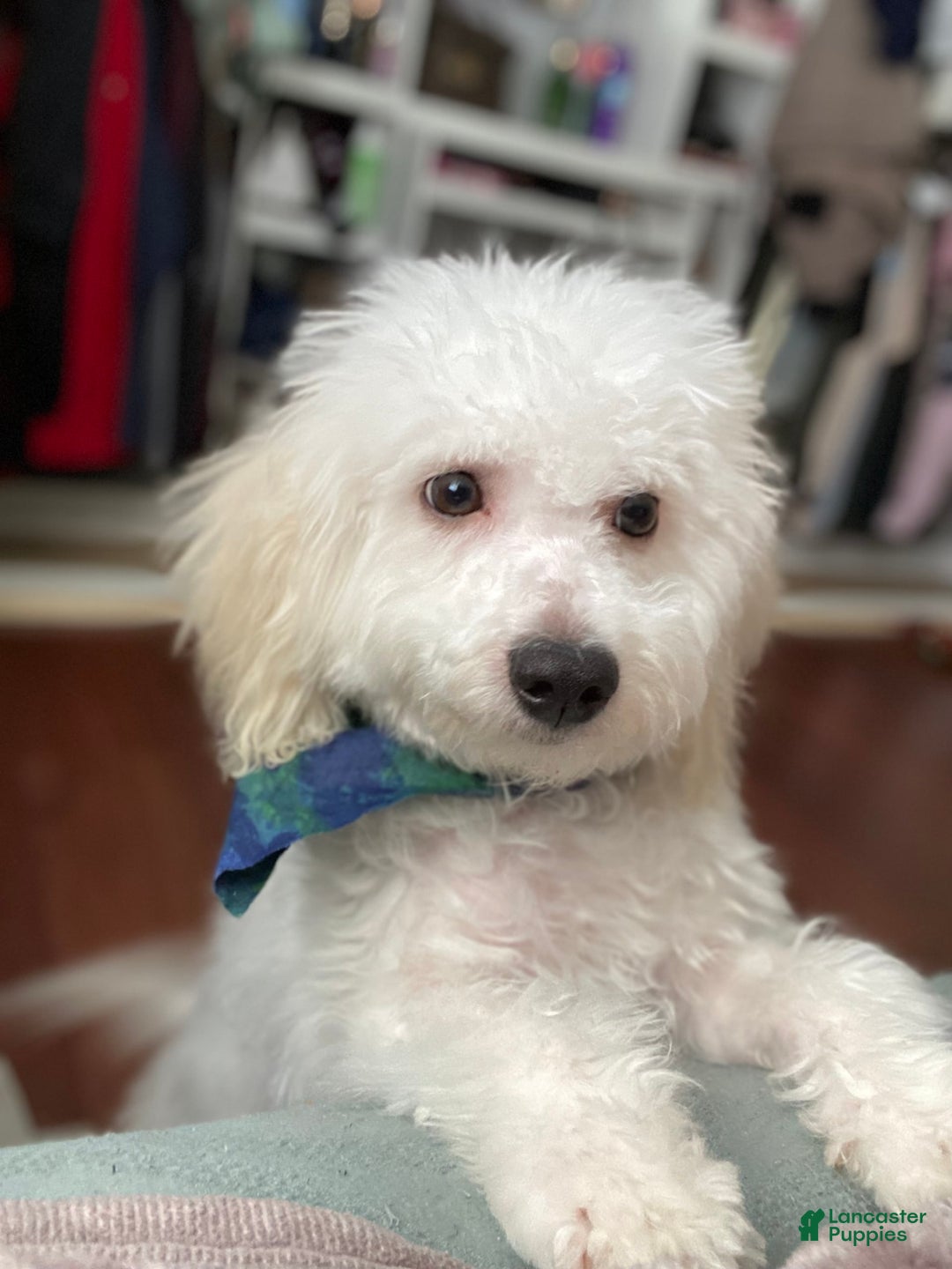 Bichon Frise dogs for sale: Marshall - Image 1