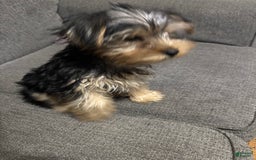 Yorkshire Terrier dogs for sale: Pierre - Image 2