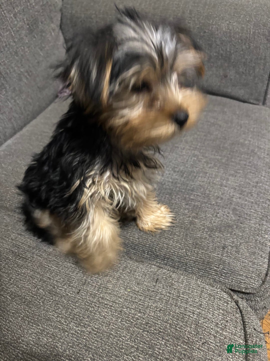 Yorkshire Terrier dogs for sale: Pierre - Image 2