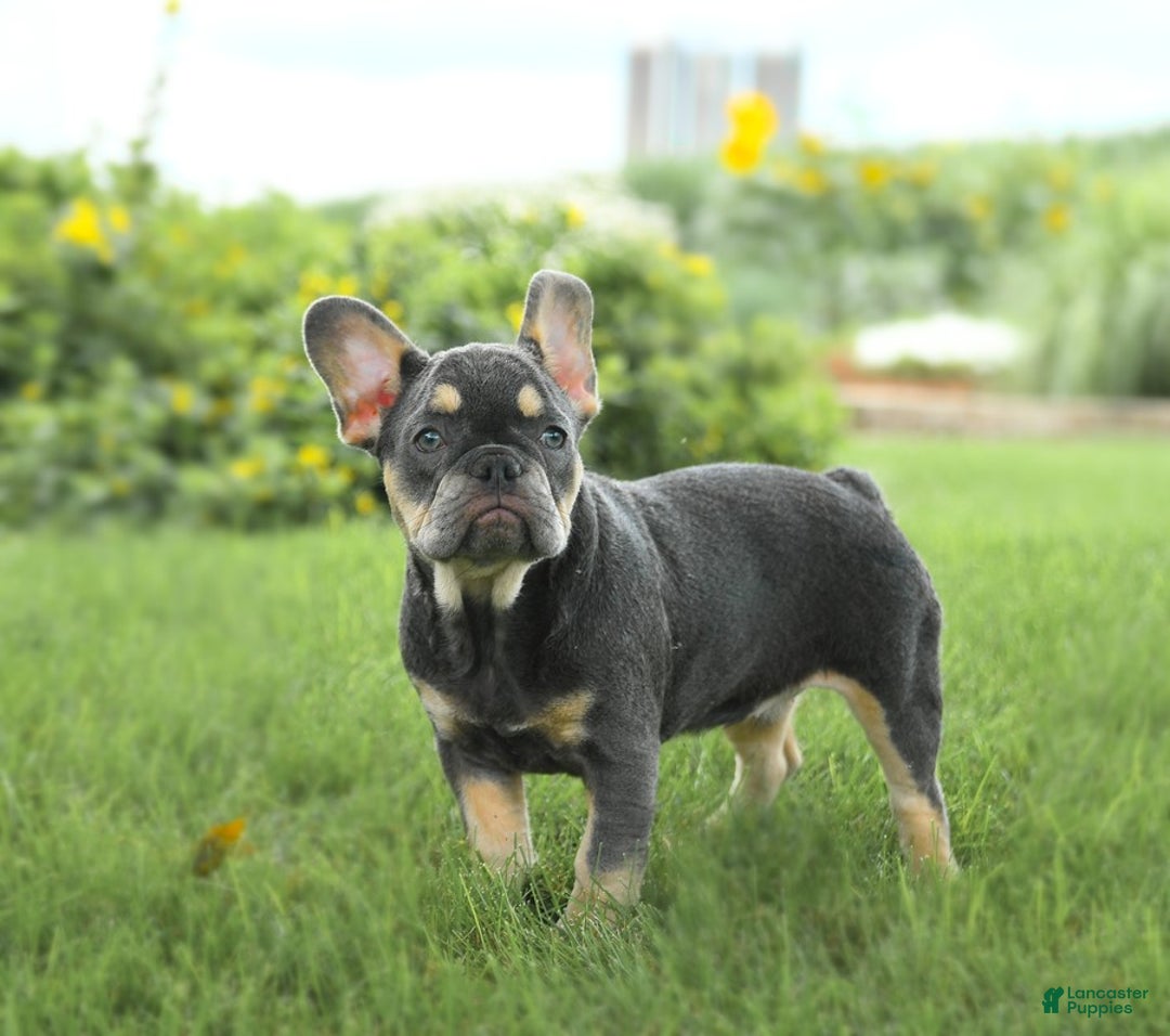 French Bulldog dogs for sale: Zena - Image 3