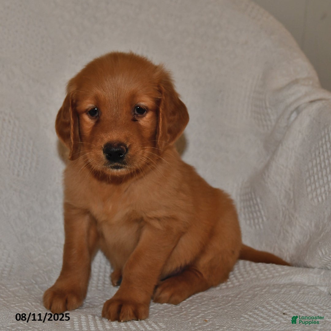 Golden Retriever dogs for sale: Golden Retriever 11 puppies - Image 12