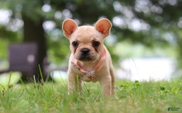 French Bulldog dogs for sale: French Bulldog 5 puppies - Image 8