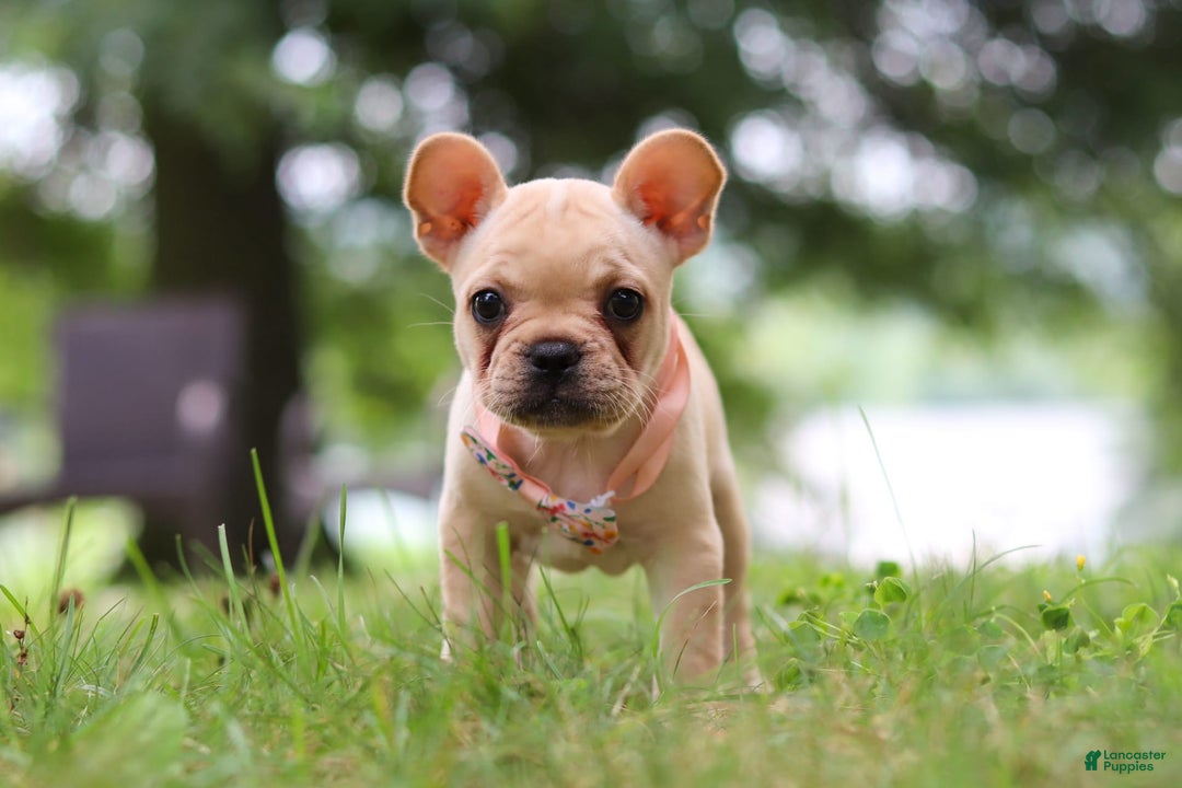 French Bulldog dogs for sale: French Bulldog 5 puppies - Image 8