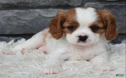Cavalier King Charles Spaniel dogs for sale: Buster - Image 13