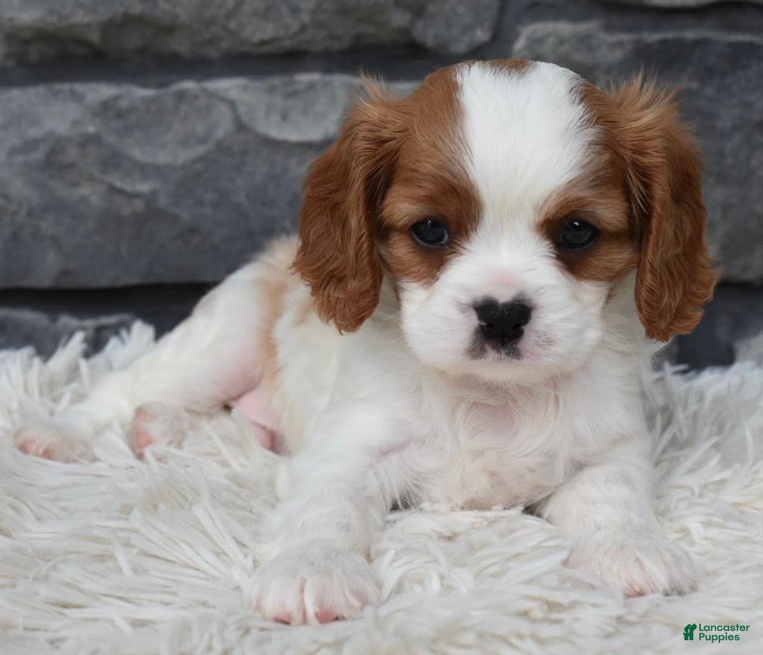 Cavalier King Charles Spaniel dogs for sale: Buster - Image 13
