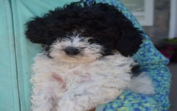 Toy Poodle dogs for sale: Ethan - Image 6