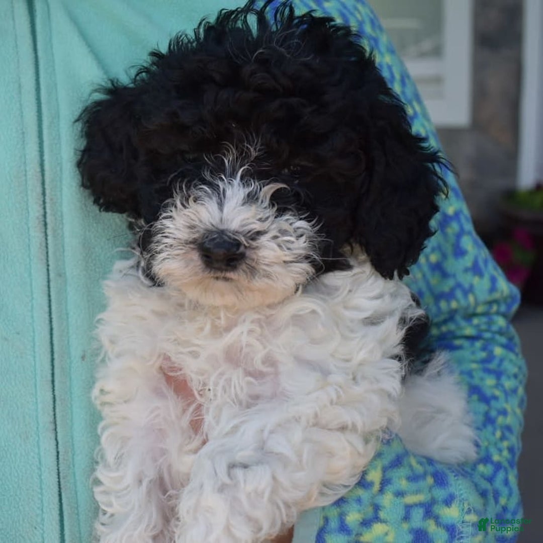 Toy Poodle dogs for sale: Ethan - Image 6