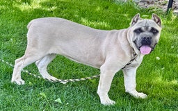 Cane Corso dogs for sale: Georgia - Image 42
