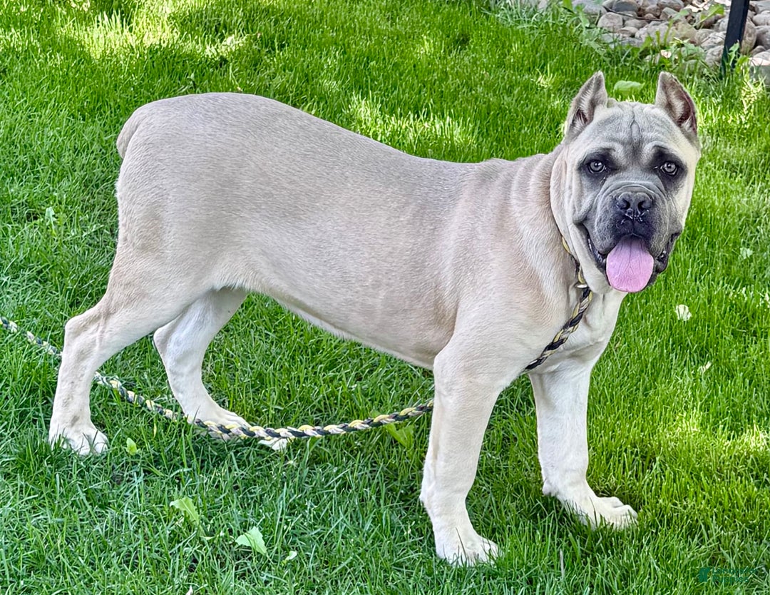 Cane Corso dogs for sale: Georgia - Image 42