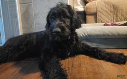 Labradoodle dogs for sale: Ruby - Image 22