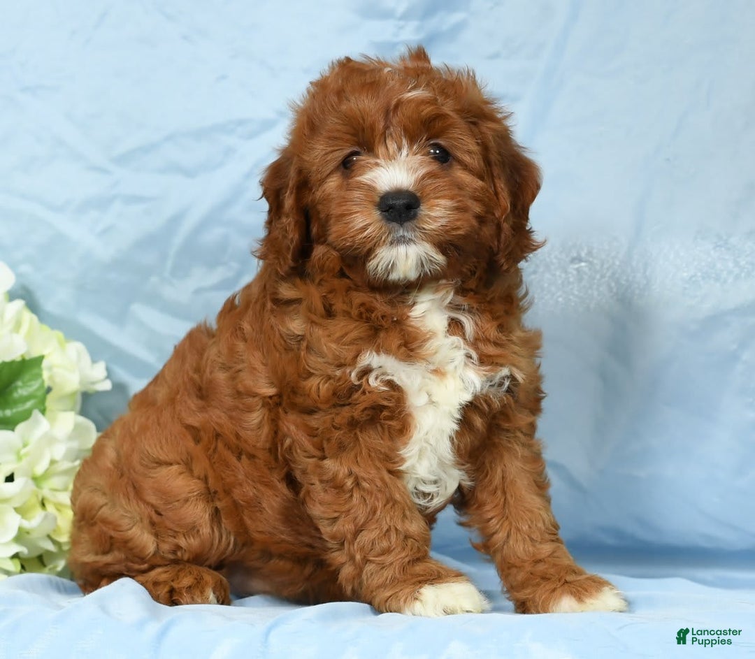 Cavapoo dogs for sale: Tonya - Image 2