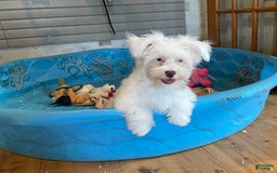 Havanese dogs for sale: Judy - Image 6