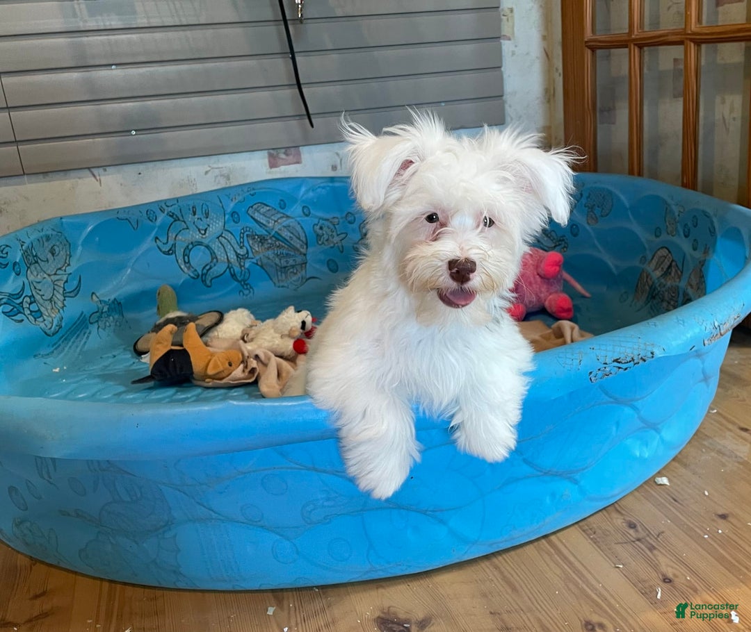 Havanese dogs for sale: Judy - Image 6