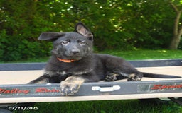 German Shepherd dogs for sale: Jackson - Image 3
