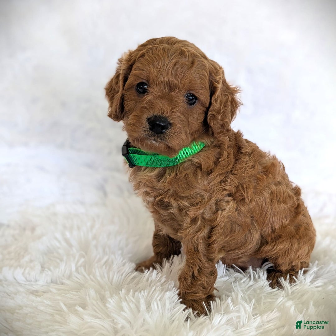 Cavapoo dogs for sale: Dusty - Image 7