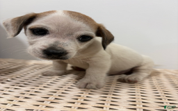 Jack Russell Terrier dogs for sale: Rocky - Image 8