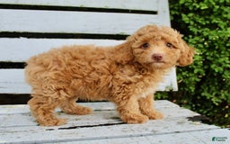 Miniature Poodle dogs for sale: Ron - Image 2