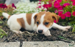 Jack Russell Terrier dogs for sale: Lindon - Image 2