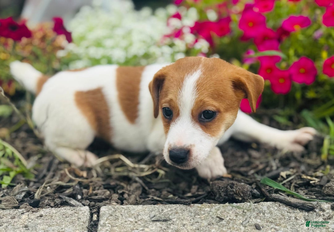 Jack Russell Terrier dogs for sale: Lindon - Image 2