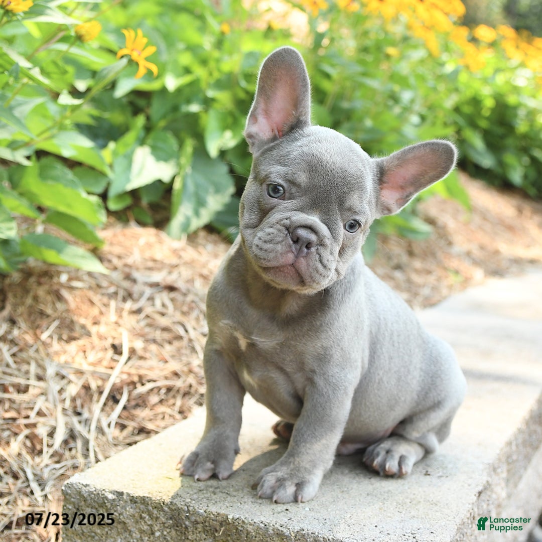Frenchton dogs for sale: Reuben - Image 2