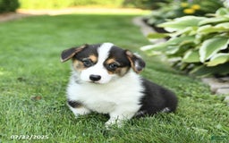 Welsh Corgi Pembroke dogs for sale: Frisky - Image 2