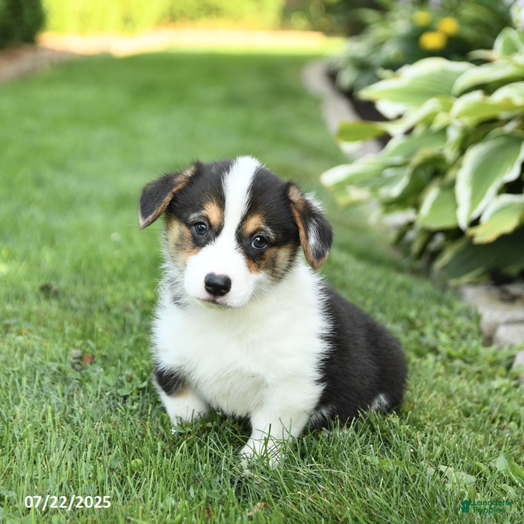 Welsh Corgi Pembroke dogs for sale: Frisky - Image 2