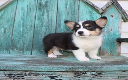 Welsh Corgi Pembroke dogs for sale: Lucky - Image 13