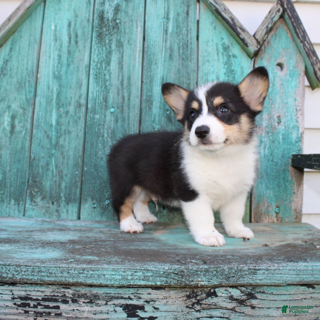 Welsh Corgi Pembroke dogs for sale: Lucky - Image 13