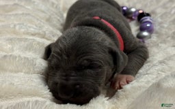 Great Dane dogs for sale: Blue Female Purple Collar - Image 2