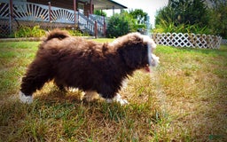 Havapoo dogs for sale: Harley - Image 9