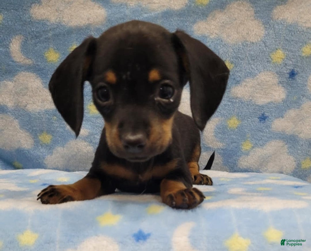 Miniature Dachshund dogs for sale: Mini - Image 1