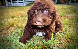 Havapoo dogs for sale: Jesse - Image 16