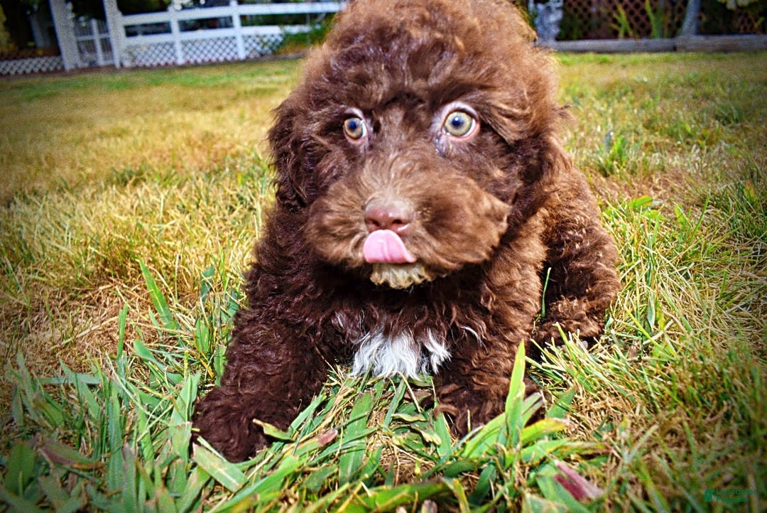 Havapoo dogs for sale: Jesse - Image 16