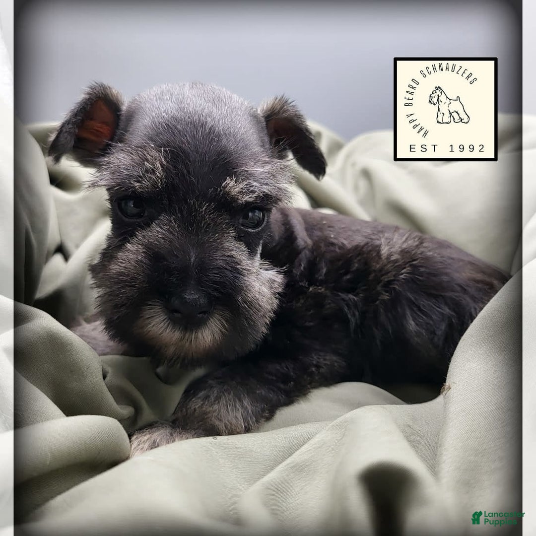 Miniature Schnauzer dogs for sale: Quill - Image 2