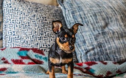Miniature Pinscher dogs for sale: Alex - Image 3