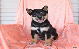 Shiba Inu dogs for sale: Warrior - Image 15