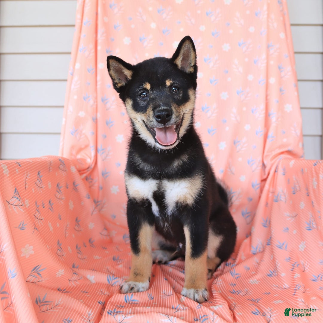 Shiba Inu dogs for sale: Warrior - Image 15