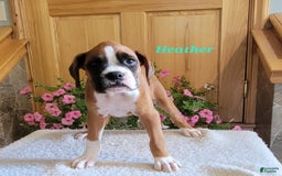 Boxer dogs for sale: Heather - Image 8