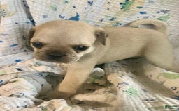 Pug dogs for sale: Teddy - Image 1