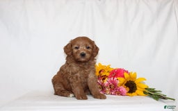 Mini Goldendoodle dogs for sale: Hema - Image 3