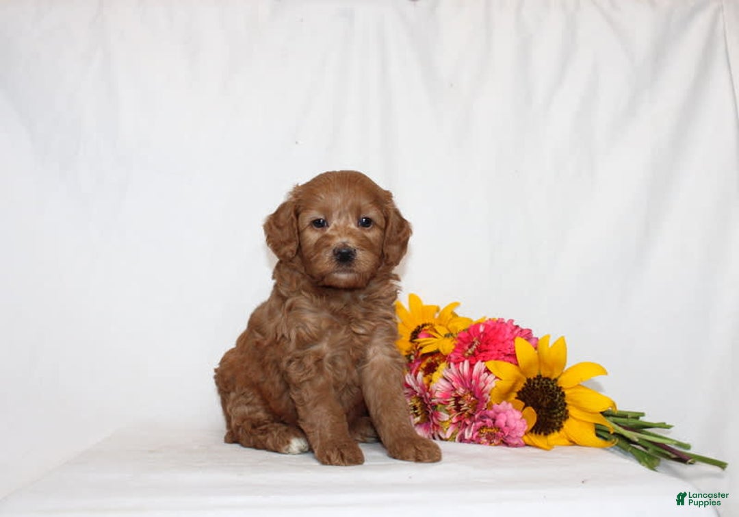 Mini Goldendoodle dogs for sale: Hema - Image 3