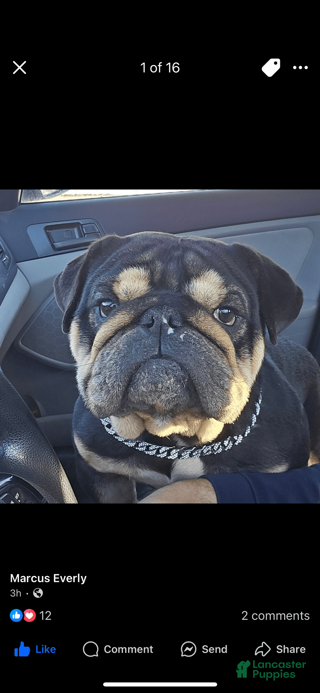 English Bulldog dogs for sale: Lucy - Image 7