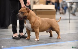 American Bully dogs for sale: Willy - Image 5