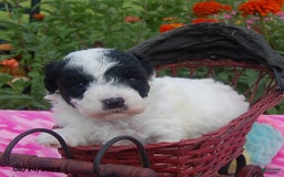 Toy Poodle dogs for sale: Blondie - Image 4