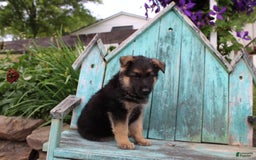 German Shepherd dogs for sale: Bear - Image 7