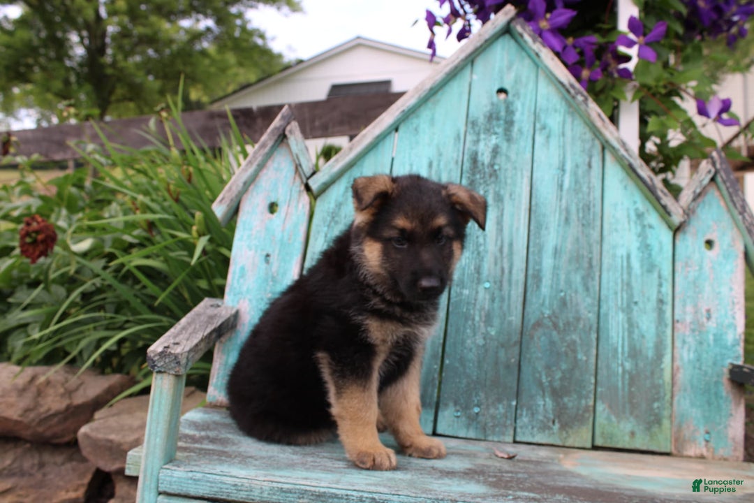 German Shepherd dogs for sale: Bear - Image 7